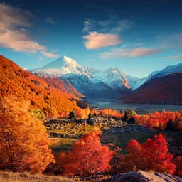 Lofi Under Infinite Leaves - Relaxing Music Romance