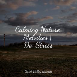 Calming Nature Melodies | De-Stress - Tailormade Ocean Waves