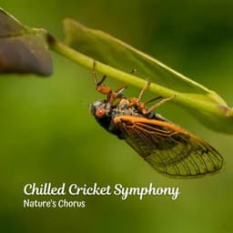 Chilled Cricket Symphony: Nature's Chorus - Cricket Sounds
