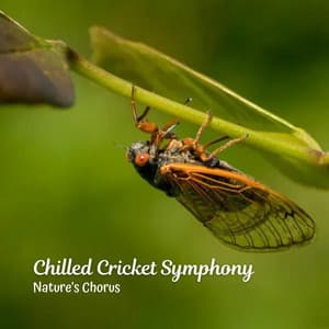 Chilled Cricket Symphony: Nature's Chorus - Cricket Sounds