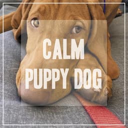 Calming Music for Dogs - Pet Music