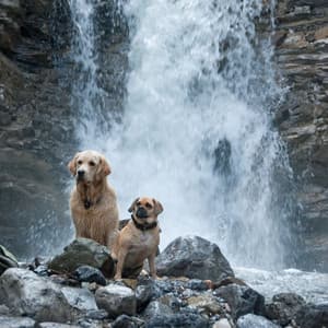 Serenade of Paws: Soothing Sounds of a Waterfall and Crystal Singing Bowl for Pets - Water Soundscapes