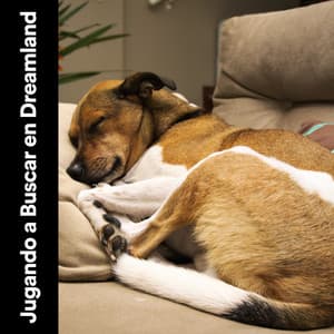 Jugando a Buscar en Dreamland - Mascotas tranquilas