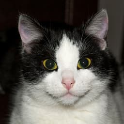 Lofi Cat Serenade: Music for Happy Cats - Instrumental Hip-Hop