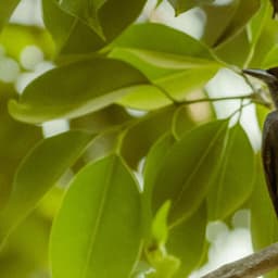 0 Hour Zen: The Meadow's Whisper - Baltic Nature Sounds