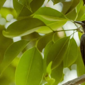 0 Hour Zen: The Meadow's Whisper - Baltic Nature Sounds