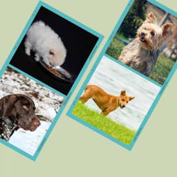 Music for Sleepy Puppies - Dog Jazz Sounds