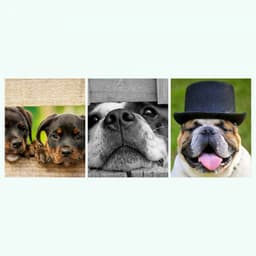 Music for Energetic Puppy - Trumpet, Electric Piano, Alto Sax and Soprano Sax - Relaxing Dog Music Society