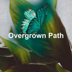 Overgrown Path - Night Nature Sounds