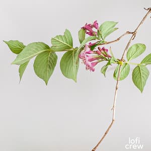 Nice Lofi For Concentration - Study Zone