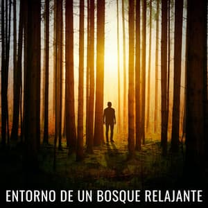 Entorno De Un Bosque Relajante - Sonidos Del Bosque