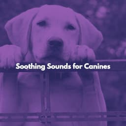 Soothing Sounds for Canines - Musica para Hoteles Ambiente