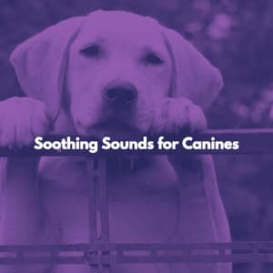Soothing Sounds for Canines - Musica para Hoteles Ambiente