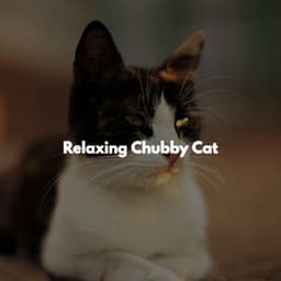 Relaxing Chubby Cat - Work from Home Classics