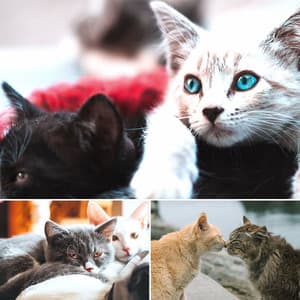 Quintet Jazz - Cat Music Relaxation