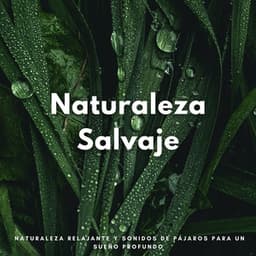 Naturaleza Salvaje: Naturaleza Relajante Y Sonidos De Pájaros Para Un Sueño Profundo - Pajaros Tropicales