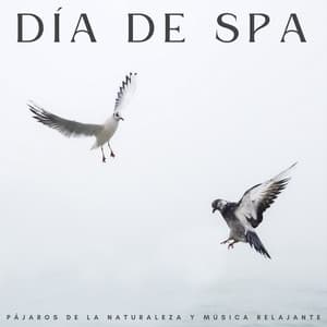 Día De Spa: Pájaros De La Naturaleza Y Música Relajante - Sol y Lluvia