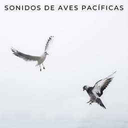Sonidos De Aves Pacíficas - Sonidos De Pajaros