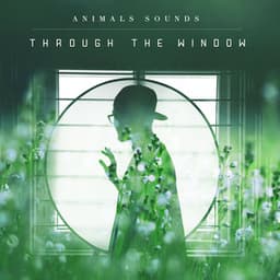Through the Window - Animals Sounds