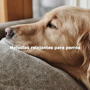 Melodías relajantes para perros - Musica Relajante para Perros Momentos