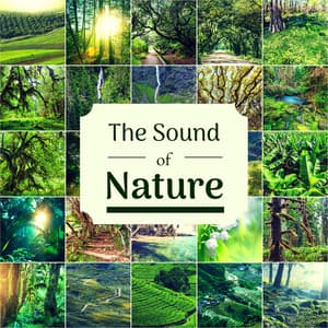 The Sound of Nature - Music with Natural Sounds - Nature Caldwell