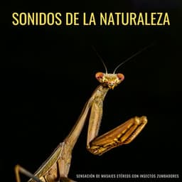 Sonidos De La Naturaleza: Sensación De Masajes Etéreos Con Insectos Zumbadores - Televisión de la naturaleza