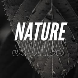 Nature Sounds - Rain Recordings