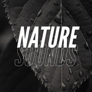 Nature Sounds - Rain Recordings