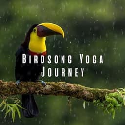 Bird Song Yoga Journey: Rain and Chill Music for Zen Flow - Rain Sound Experience