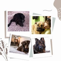 Vintage Trumpet Bossa - Ambiance for The Relaxed Dog - Songs for Dogs to Sleep To