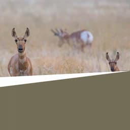 Background Music - Jazz Lento