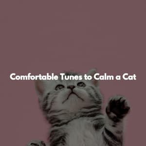Comfortable Tunes to Calm a Cat - Weekend Jazz