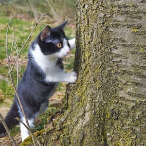 Nature's Curious Explorer: Blissful Outdoor Delta Waves Escapades for Cats - Natural X