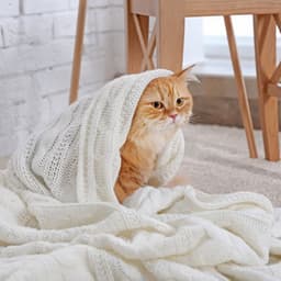 Cosmic Feline Comfort: Lofi Melodies for Cats - Cat Songs