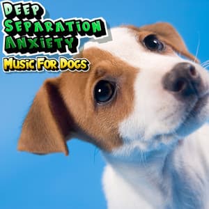 Calming Music To Relax Your Dog & Help With Separation Anxiety - Deep Separation Anxiety Music For Dogs