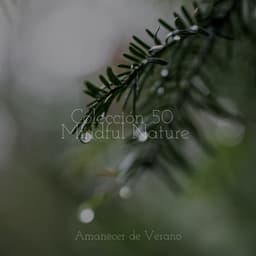 Colección 50 Mindful Nature - Musica romantica instrumental