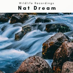 A Nat Dream - Wildlife Recordings