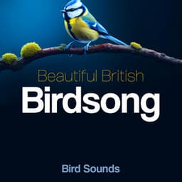 Beautiful British Birdsong - Bird Sounds