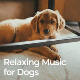 Relaxing Music for Dogs - Dog Relaxation