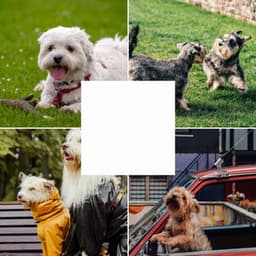 Elegant Background for Happy Dogs - Dog Sleep Dreams