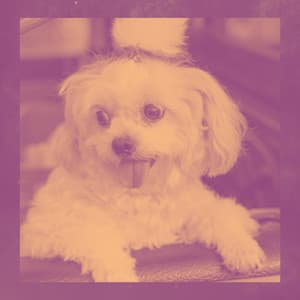 Backdrop for Cute Dogs - Glockenspiel Music - Dog Music Experience