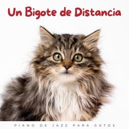 Un Bigote De Distancia: Piano De Jazz Para Gatos - Lista de reproducción de jazz ligero