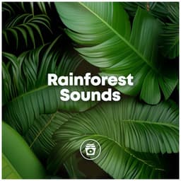 Rainforest Sounds - Relaxing Rain Sounds