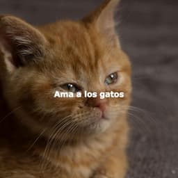 Ama a los gatos - Morning Coffee Background Music