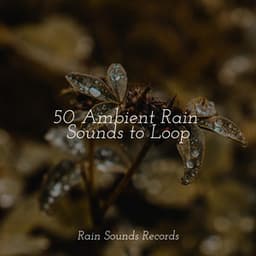 50 Ambient Rain Sounds to Loop - Relaxing Rain Sounds