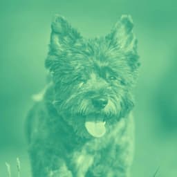 Background Music for Roaring Pups - Relaxing Music for Dogs