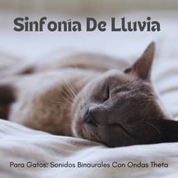 Sinfonía De Lluvia Para Gatos: Sonidos Binaurales Con Ondas Theta - Chico binaural