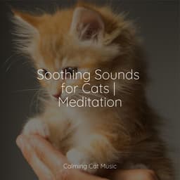 Soothing Sounds for Cats | Meditation - Music for Resting Cats
