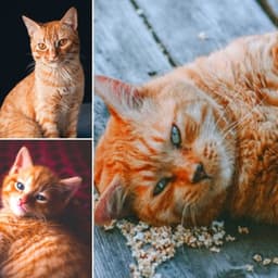 Ambiance for My Quiet Cats - Soothing Cat Music