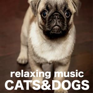 Relaxing Music for Cats and Dogs - Oriental Japanese Songs for Serenity and Harmony - Pet Couture